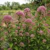 Eupatorium Dubium Little Joy